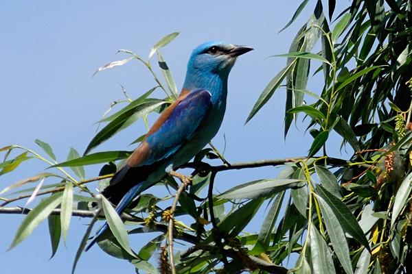 nice things  - deltadunarii02.jpg